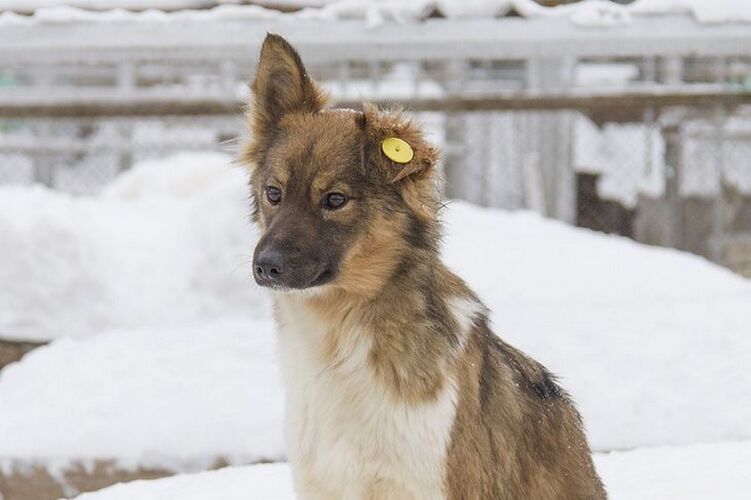 Kara-Balta launches free sterilization and microchipping program for animals