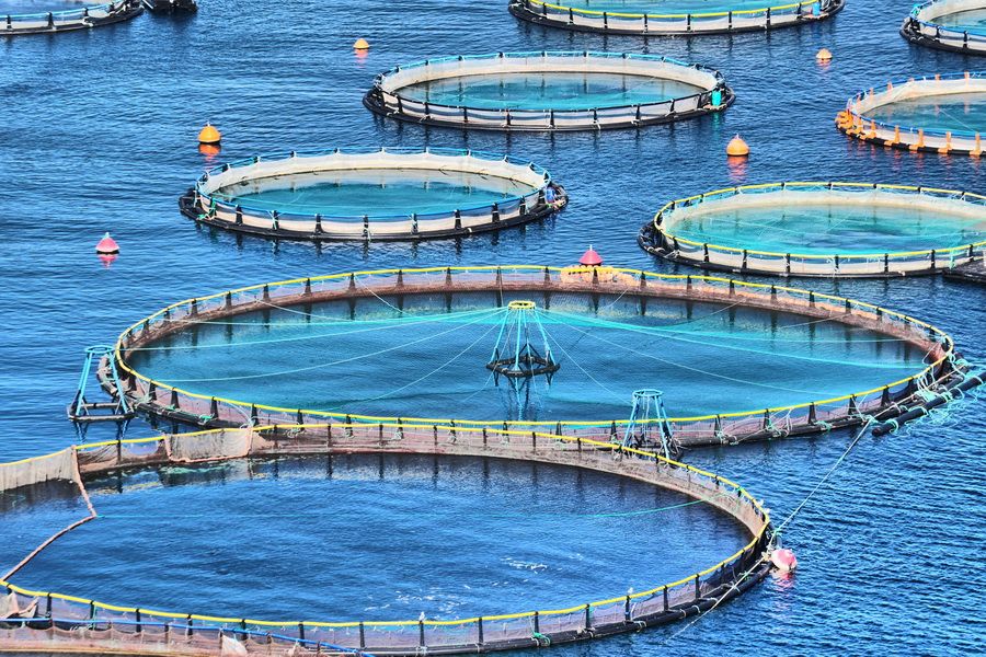 Водоемы для организации аквахозяйств в КР предлагают для желающих разводить рыбу