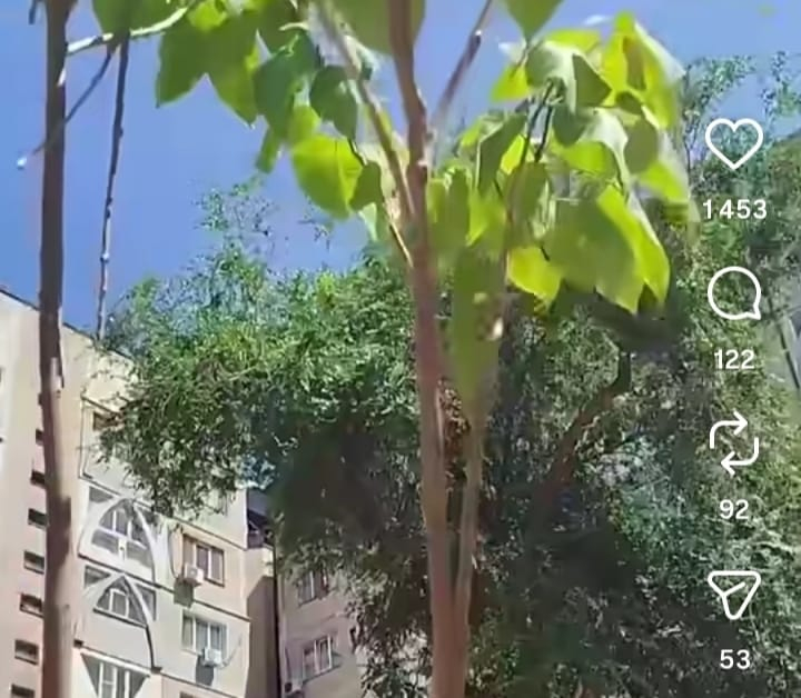 Разные города, проблемы одинаковые – заасфальтированное дерево в Алматы вызвало возмущение в Бишкеке