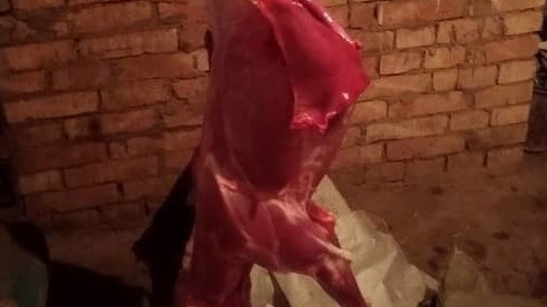 Можно ли употреблять в пищу мясо волка и насколько оно полезно?