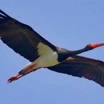 Южная Корея и Монголия объединяют усилия для спасения черных аистов